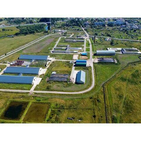 Продается молочно-товарная ферма на 1200 голов крс